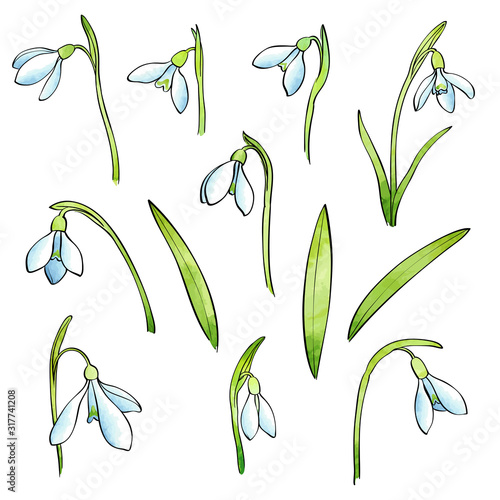 Vector snowdrops set. Hand drawn snowdrops flowers on white background.