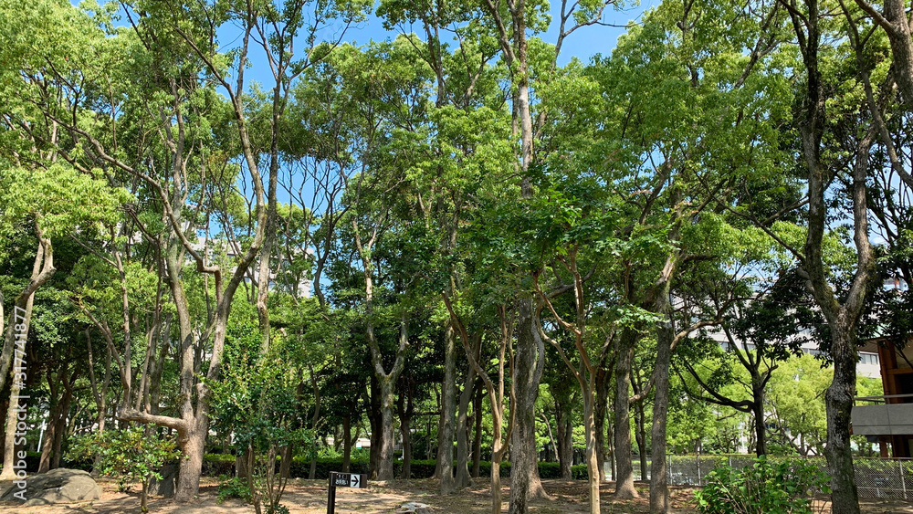 公園の風景 公園の風景