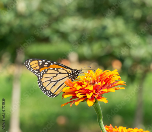 Monarch Butterfly stops to feed on orange zinnia © Lee