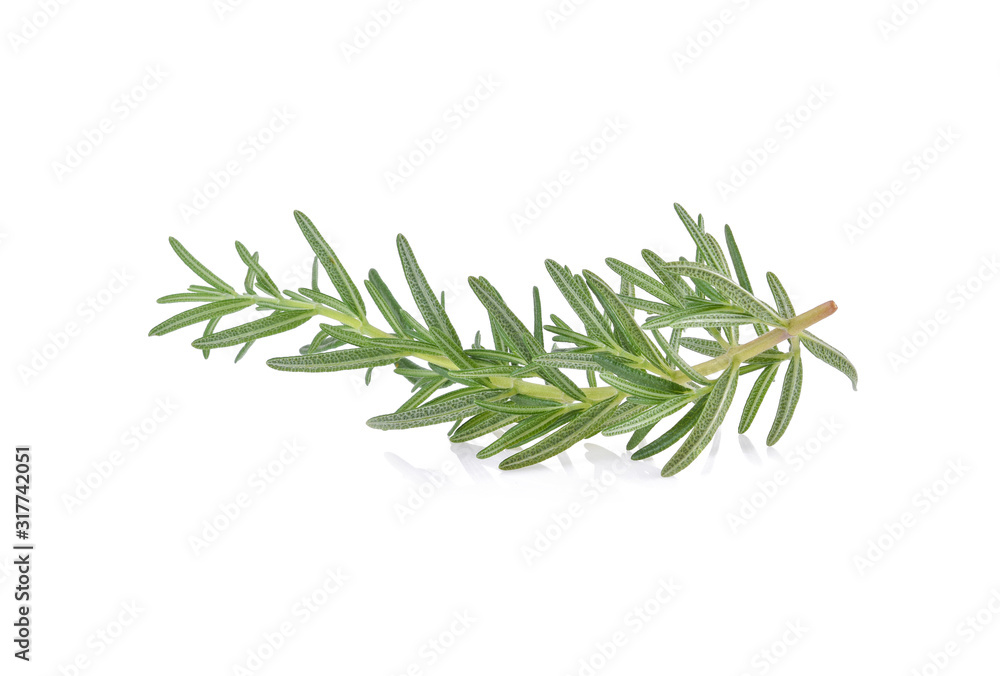 Fototapeta premium Rosemary isolated on white background,