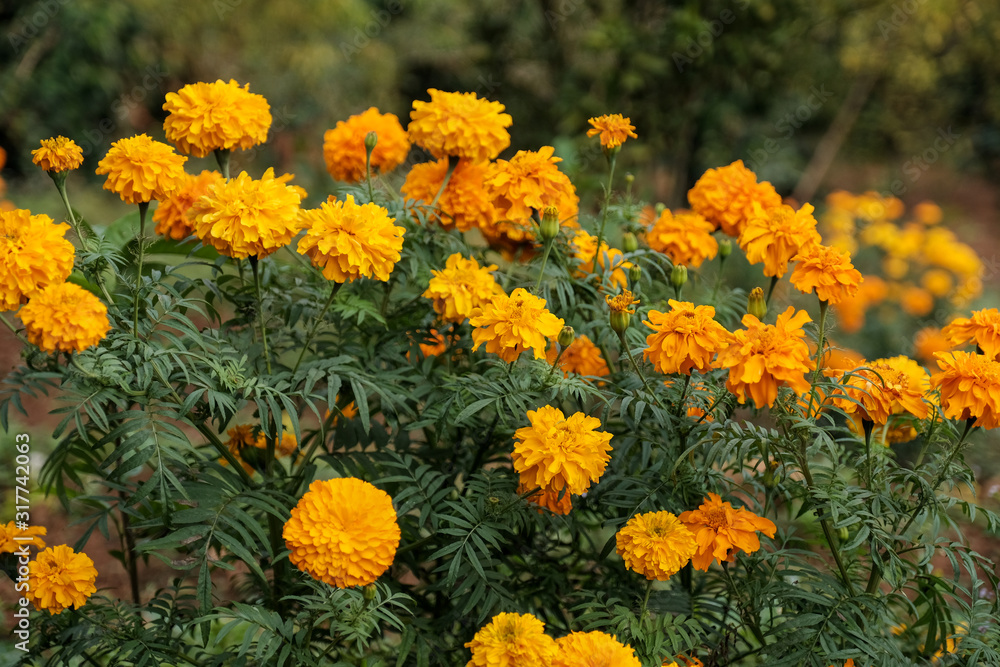 Marigold flowers (Tagetes erecta, Mexican, Aztec or African marigold) in the garden.