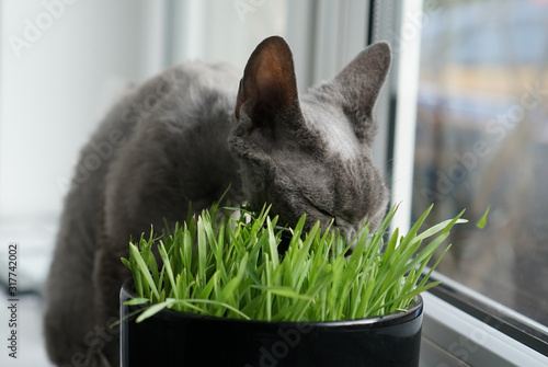 Young gray devon rex cat eating cat's grass from flowerpot, closeup, selective Focus, shallow depth of field.