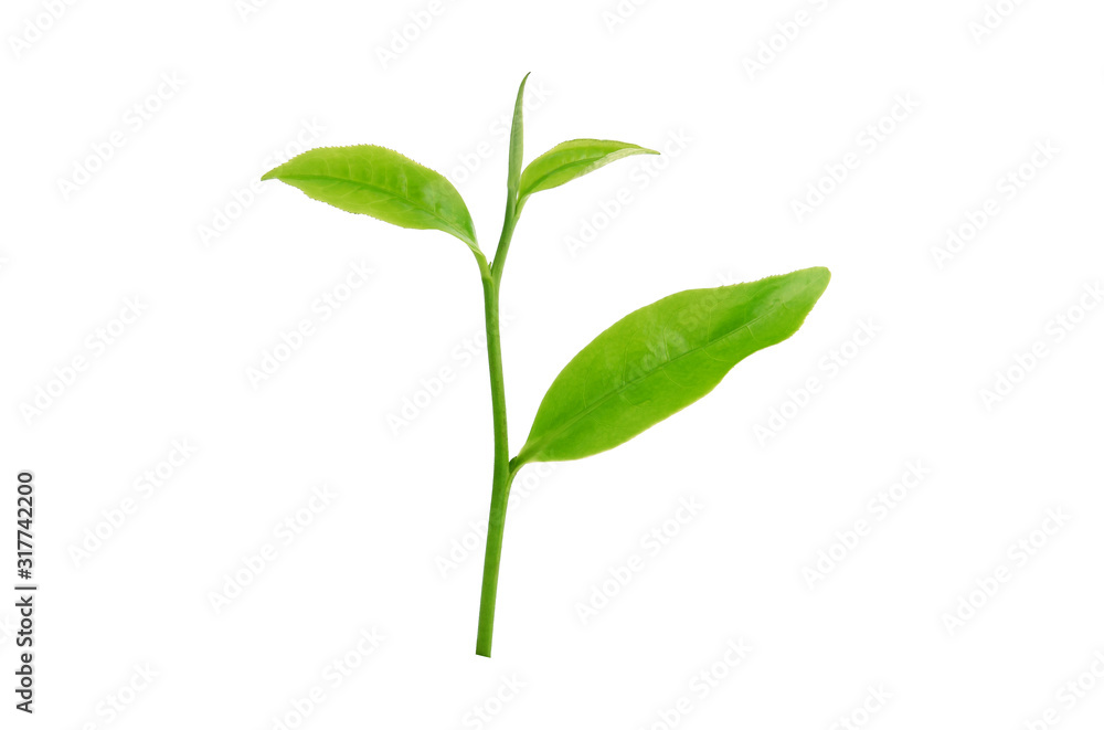 tea leaf on isolated white background tea leaf on isolated white background