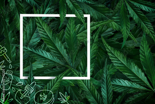 Natural background of cannabis, marijuana leaves and frame. Minimalism flat lay photo