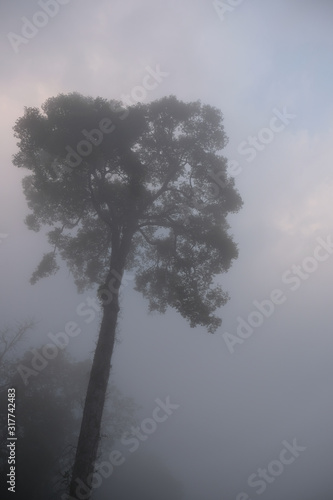 The big tree in the mist.