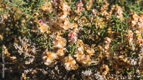 Flores en el desierto de Tabernas de la provincia de Almeria