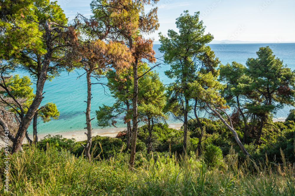 Beautiful nature of Greece, Chalkidiki. Green pines growing on hills and blue clear sea water in background. Horizontal color photography.