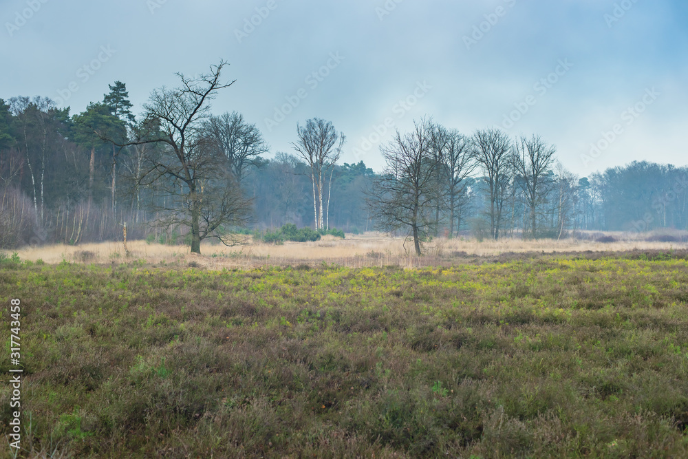 Misty heathland in winter under grey cloudy sky. Misty heathland in winter under grey cloudy sky.