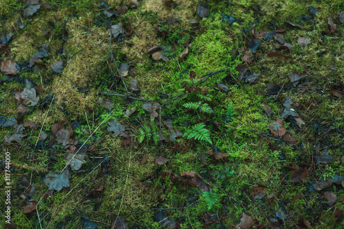 Forest ground overgrown by moss and some ferns and fallen brown leaves.