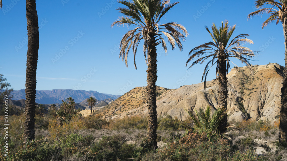 Palmeras en el desierto de Tabernas de la provincia de Almeria Palmeras en el desierto de Tabernas de la provincia de Almeria