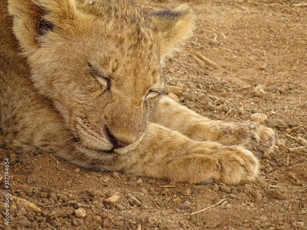 Naklejka premium Löwe