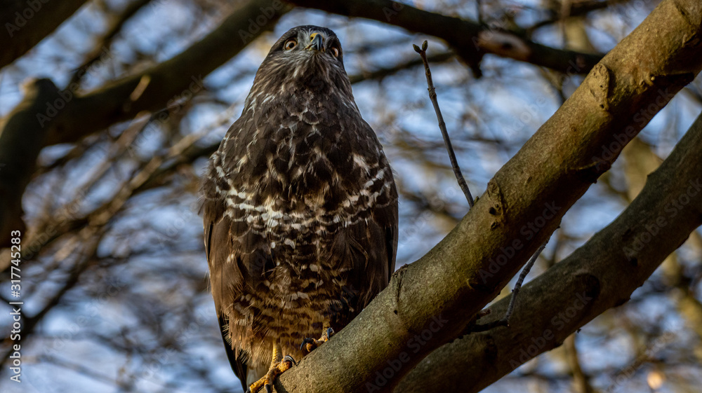 Obraz premium Mäusebussard