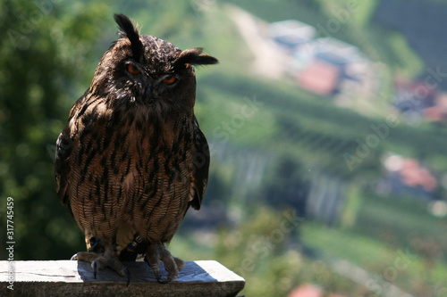 european owl