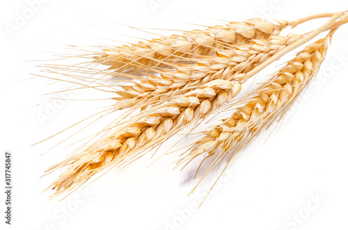 Wheat ears isolated on a white background in close-up