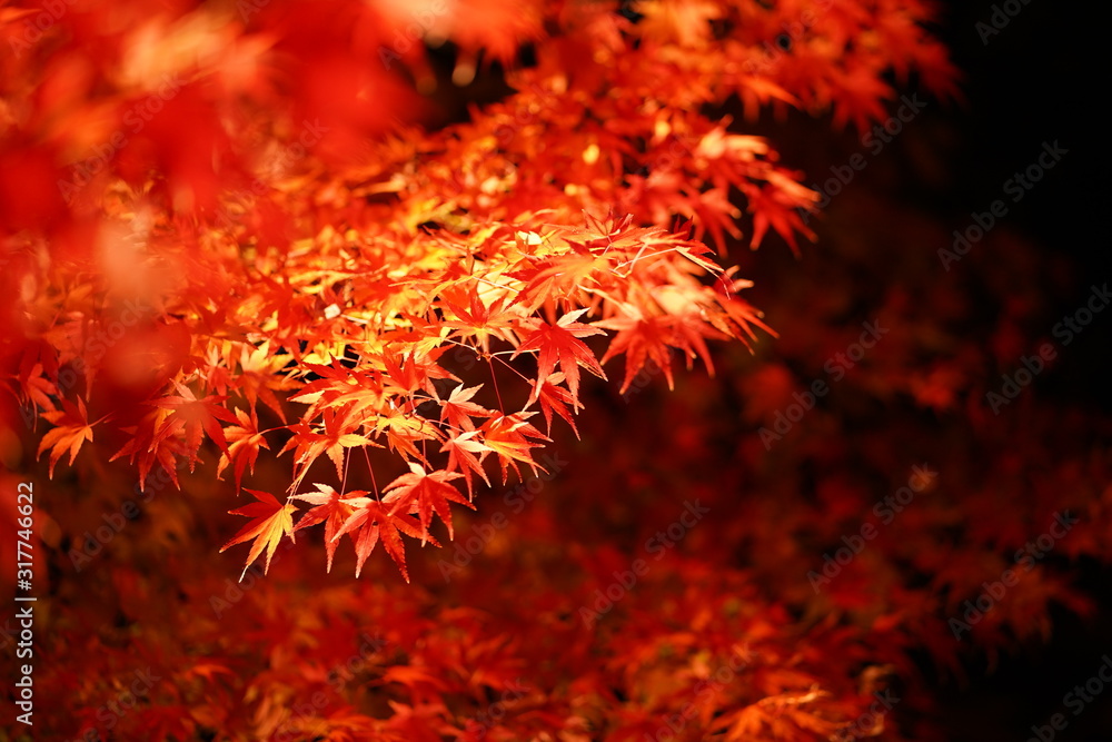 紅葉