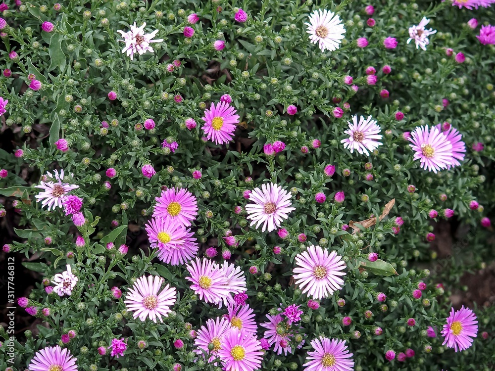 Autumn small asters from purple to white with buds. Autumn small asters from purple to white with buds.