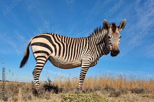 Zebra Dame 9669