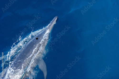 A beautiful Bottle Nose Dolphin is Swimming in the Open Sea