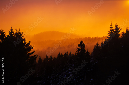 warm sunset tress silhouette