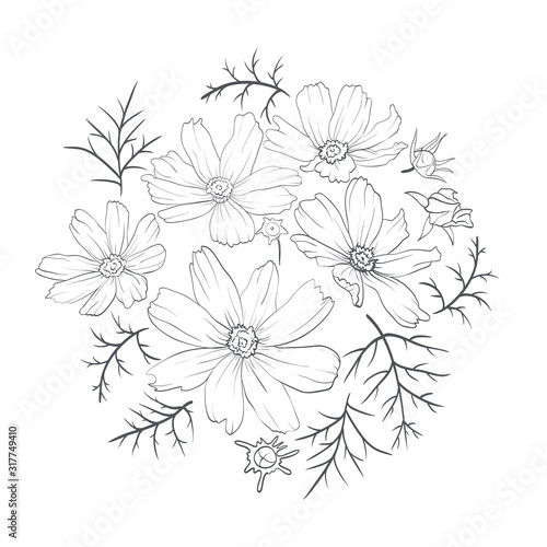 Wallpaper Mural hand drawn cosmos flower without color Torontodigital.ca