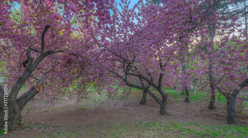 Japanese cherry tree in spring photo