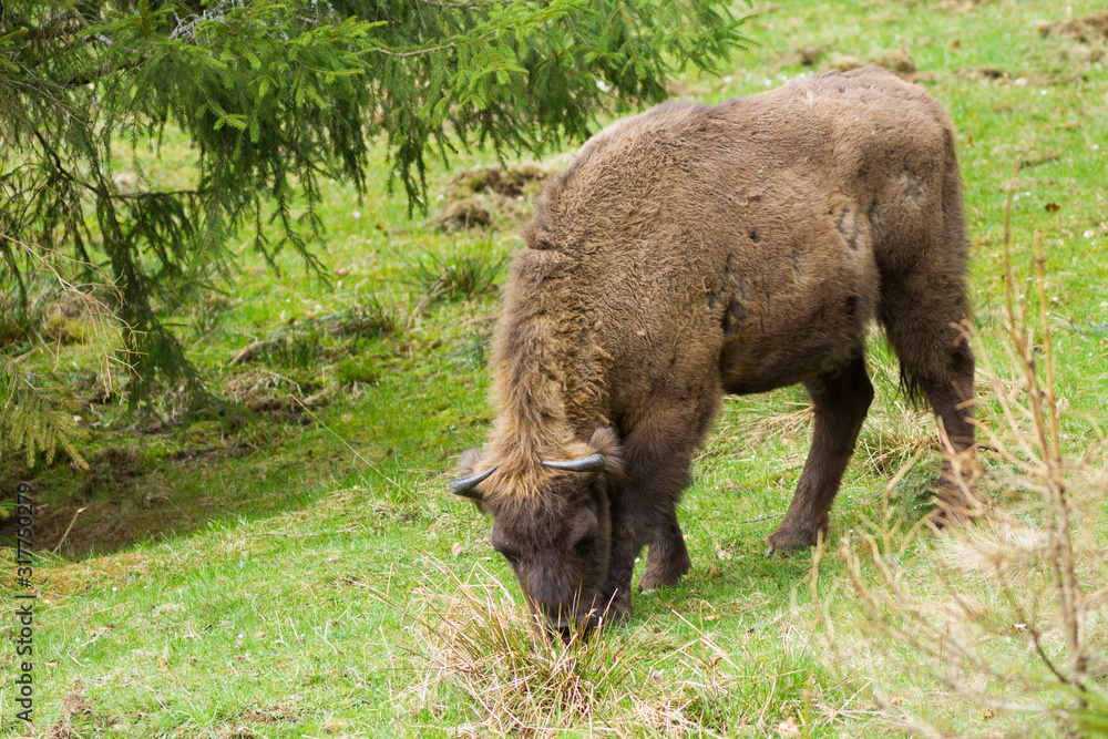 buffalo buffalo