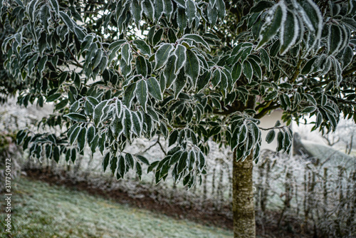 le givre s'est posé sur un feuillage vert persistant photo