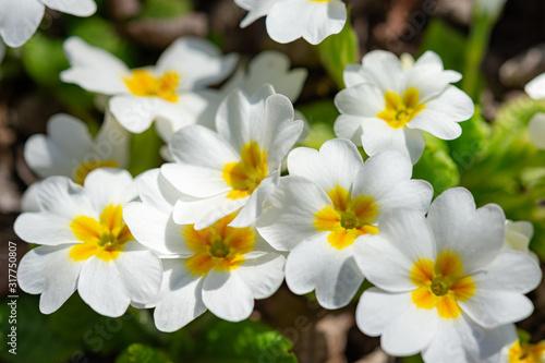White primrose garden perennial close-up