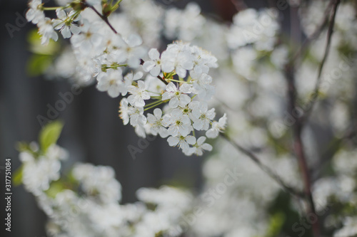 spring flowering of fruit trees: apple and cherry, May mood 