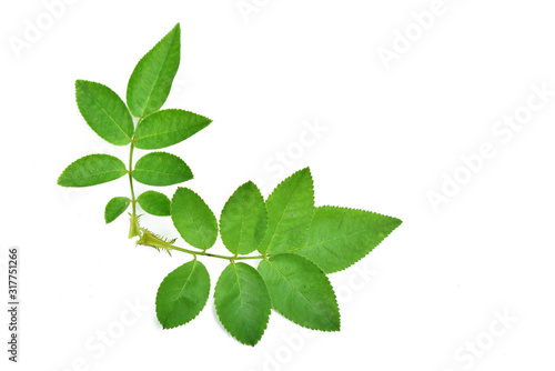 Green leaf of rose isolated on white