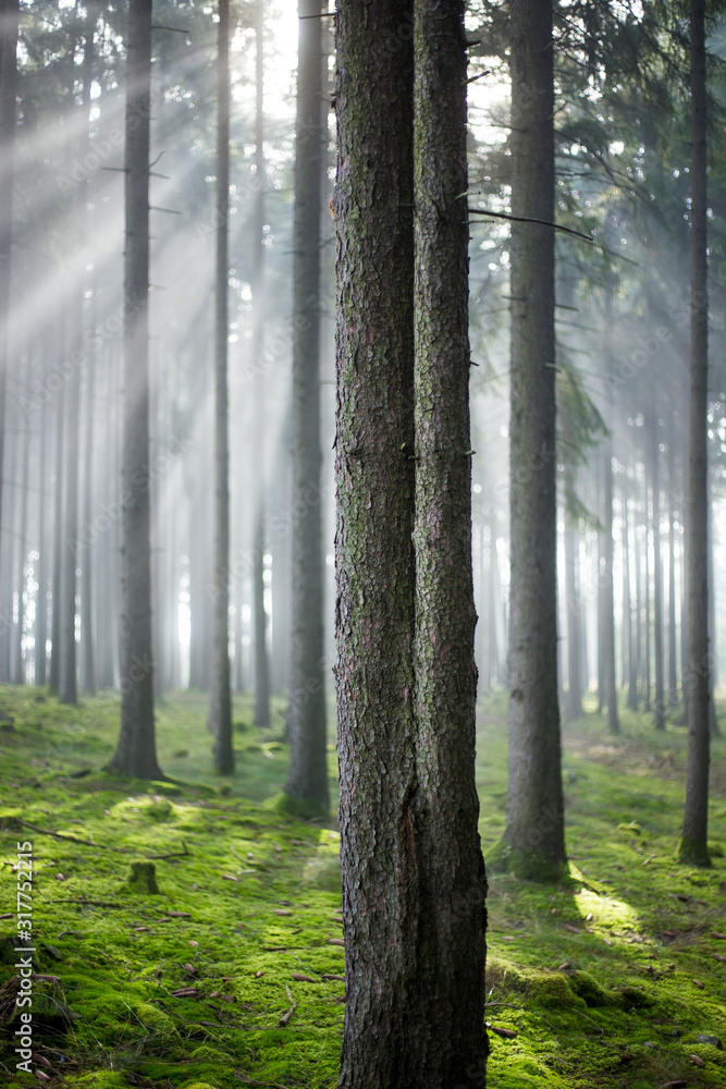 trees fog moss and sunlight trees fog moss and sunlight