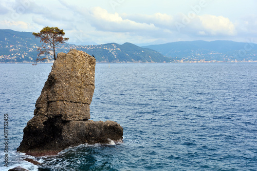 pine of the carega symbol of portofino italy photo