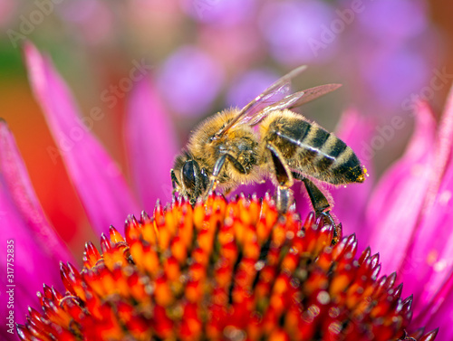 Bee collecting nectar in an echinacea flower blossom © manfredxy