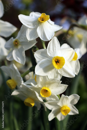 Fototapeta Naklejka Na Ścianę i Meble -  White Narcissus flowers close up