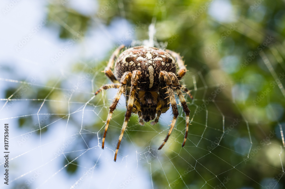 European garden spider (Araneus diadematus) European garden spider (Araneus diadematus)