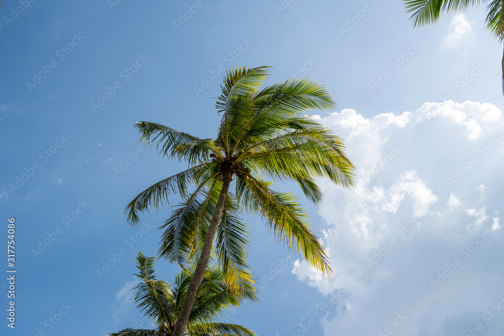 Obraz premium Green palm tree on blue sky background.