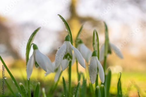 Closeup and soft focus of snowdrops covered in dew droplets on a sunny spring morning. Nature coming back to life symbol. Early springtime flowers. © Gabriel