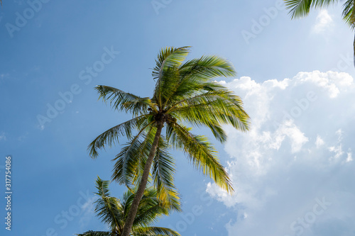 Green palm tree on blue sky background.