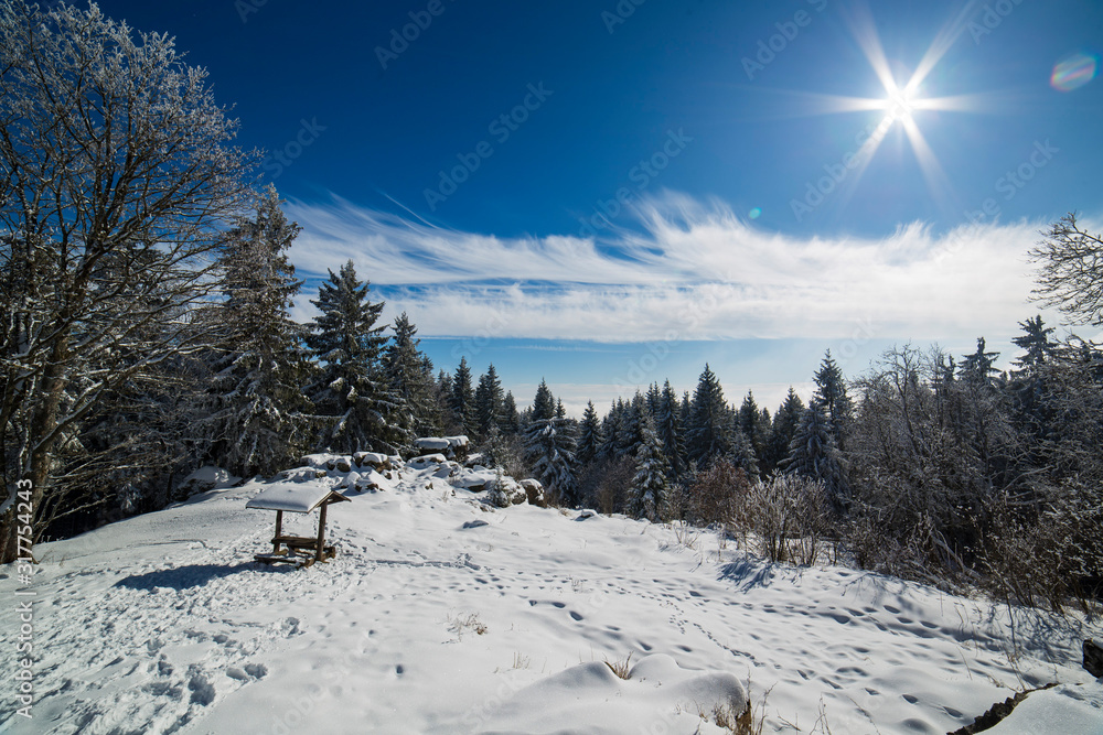Fototapeta premium forest covered with snow and ice frost in inversion clouds