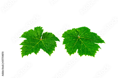 Green grape leaves with dew drop isolated on white background.