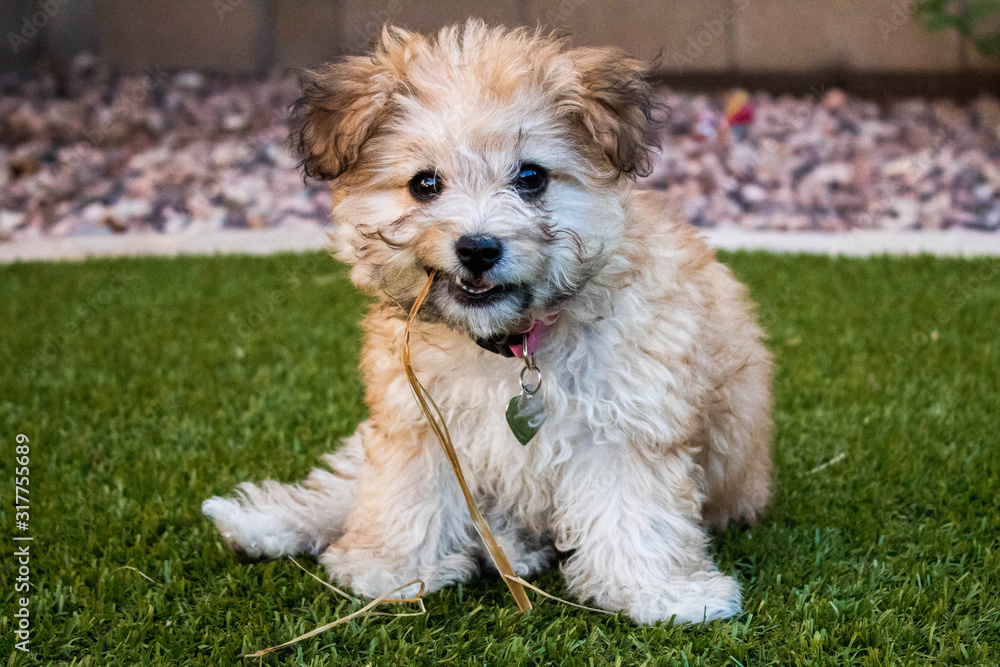 Brown and White Puppy in Grass Eating a Stick Brown and White Puppy in Grass Eating a Stick