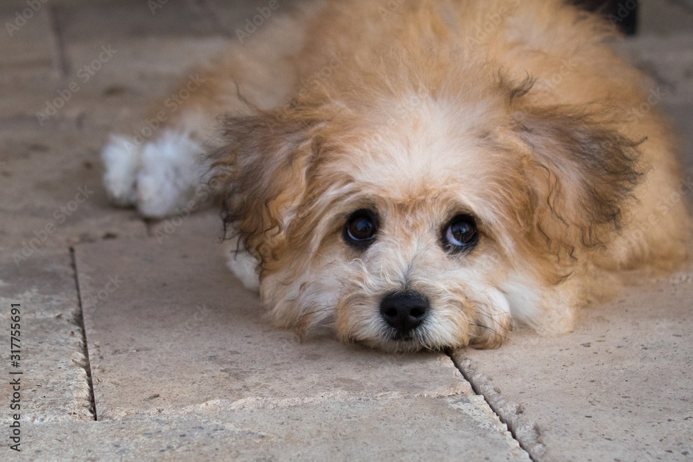 Brown and White Dog Laying in Ground Looking into Distance Brown and White Dog Laying in Ground Looking into Distance