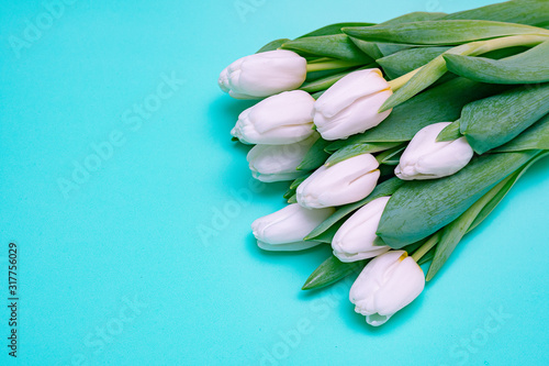 White tulips on a blue background. Copy space.