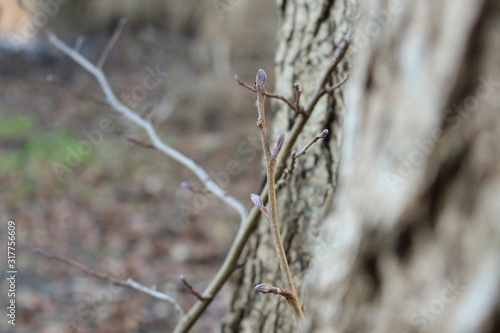 branch of a tree in winter