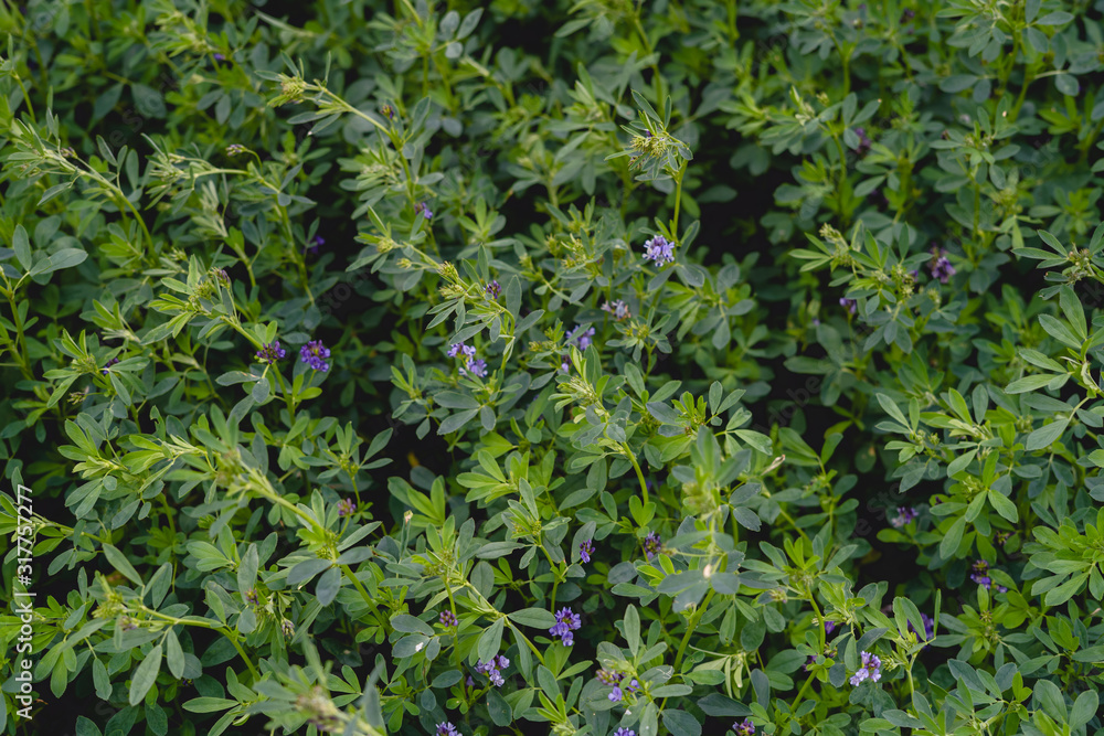 Field of green alfalfa ready for mowing Field of green alfalfa ready for mowing