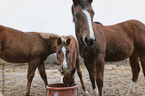 Young weanlings eating from protein tub on ranch, equine nutrition concept. photo