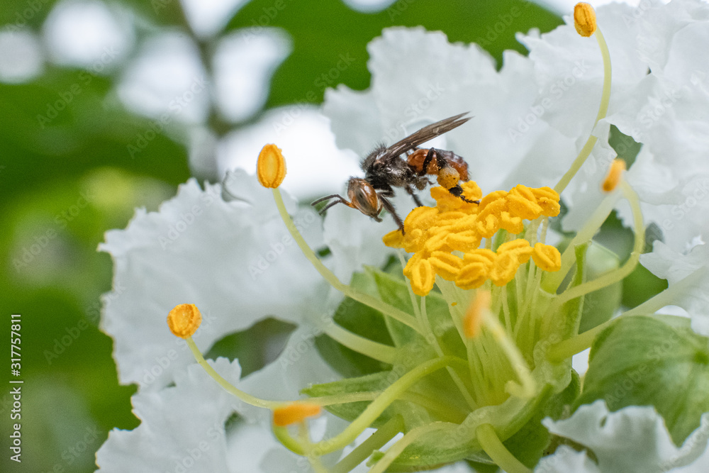 bee on flower bee on flower