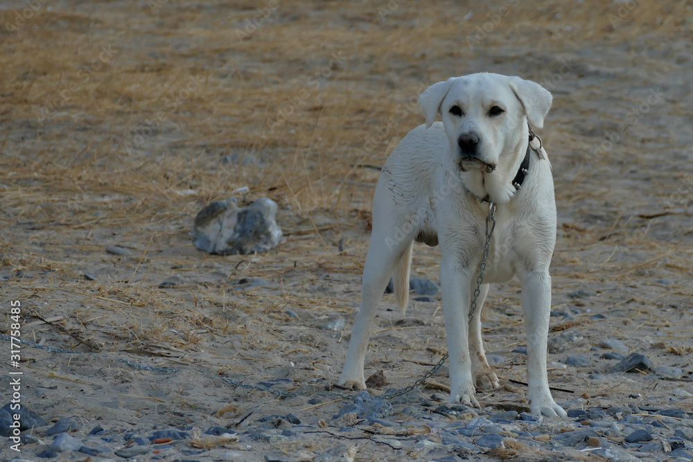 Beautiful white Labrador called Marley Beautiful white Labrador called Marley