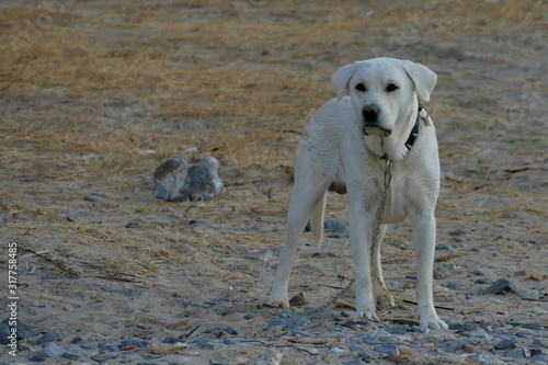Beautiful white Labrador called Marley
