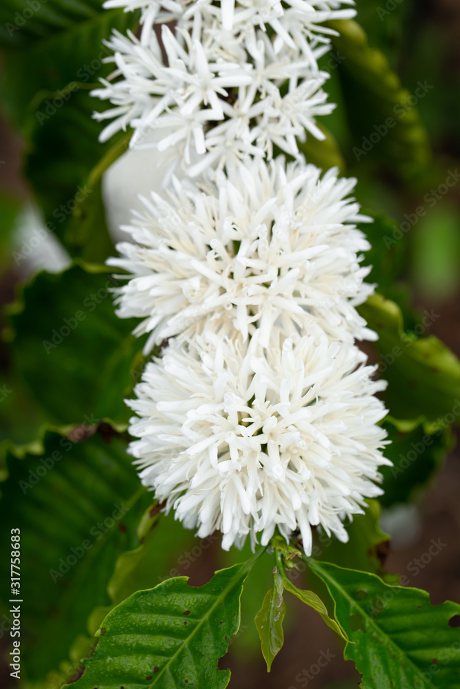 Coffee Flowers blossom on Coffee tree close up view Coffee Flowers blossom on Coffee tree close up view